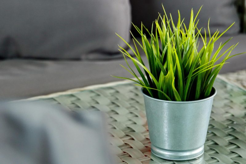 Plantele de apartament care purifică aerul natural