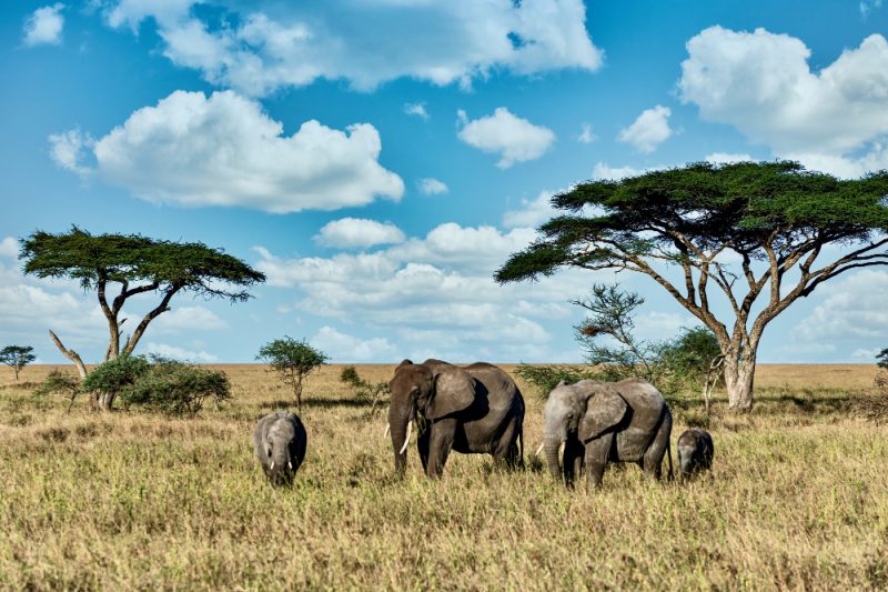 Top 5 locuri pentru un safari de vis în Africa