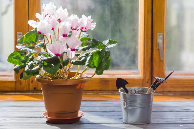 10 plante care pot rezista iarna și care vor înfrumuseța grădina ta